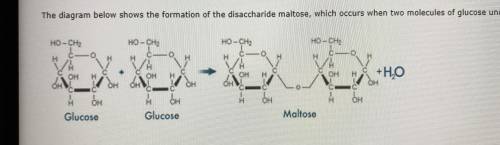 The diagram below shows the formation of the disaccharide maltose, which occurs when two molecules