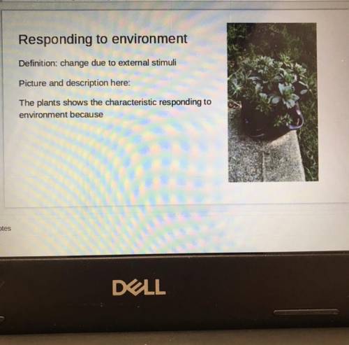 How do I explain this? ‘The plant shows the characteristic responding to environment because...’