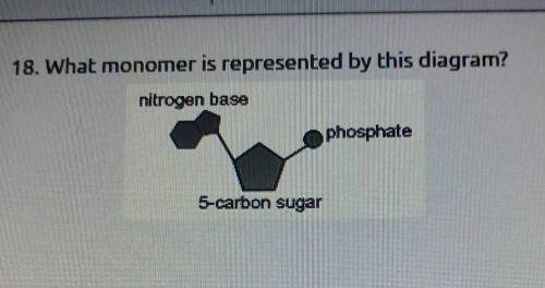 18. What monomer is represented by this diagram? nitrogen base phosphate 5-carbon sugar. plz answe