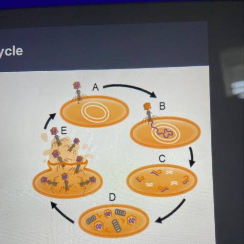 The diagram to the right represents the lytic cycle.

What is occurring at step C?
O The pieces ma