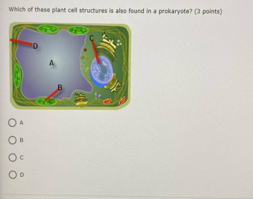 Which of these plant cell structures is also found in a prokaryote?