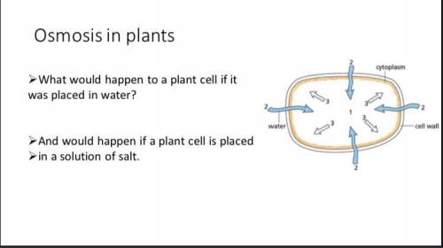 What would happen if a plant cell is placed in a solution of salt?