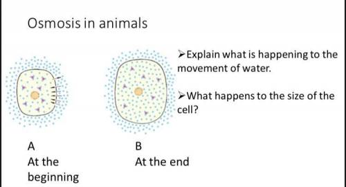 1.Explain what is happening to the movent of water?
2.what happens to the size of the cell?