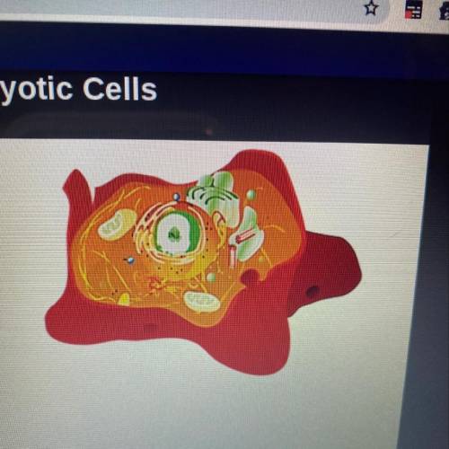 Which type of cell is pictured on the right?