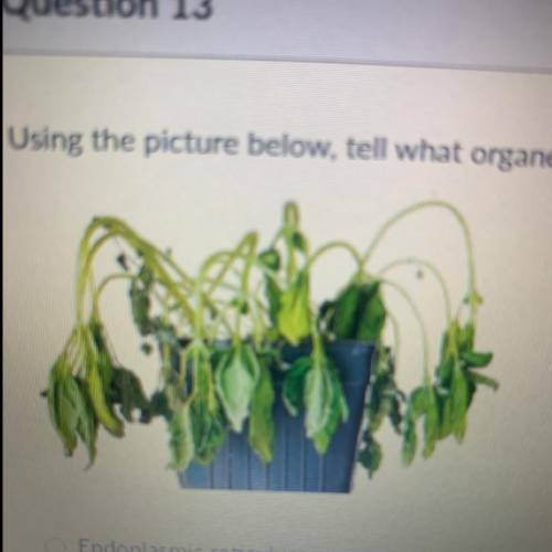 Using the picture below, tell what organelle has shrunk in this plant

O Endoplasmic reticulum
Vac