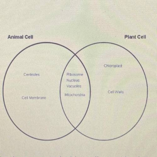 (20points)

Students created a Venn diagram in class, comparing plant and animal cells. What is in