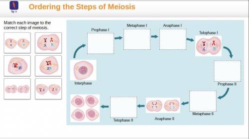 Match each image to the correct step of meiosis. FIRST WHO ANSWERS GETS BRAINLIEST!!