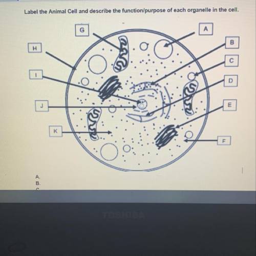 Label the Animal Cell and describe the function/purpose of each organelle in the cell.