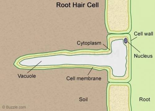 20 points

Transport in plantsAnswer all the questions1. a)State three ways in which the root hairs