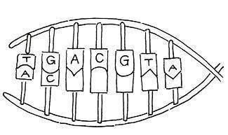 1. Use the base pairing rules to complete the unfinished DNA strand from above. Only write the lett