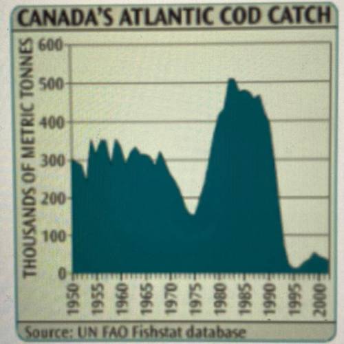 The graph to the right shows the change in Canada‘s harvest of Atlantic cod from 1950-2004 what yea