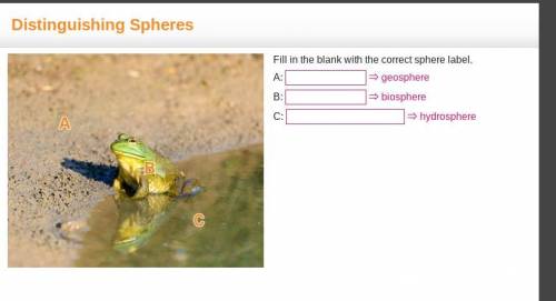A frog sitting at the edge of a water puddle. The mud and dirt surrounding the pond is labeled A, t