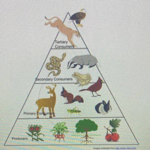 In this energy pyramid below,which type of consumer gets only 10% of the energy stored in plants