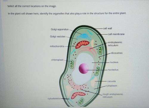 Select all correct locations on the image

in the plant cell shown here, identify the organelles t