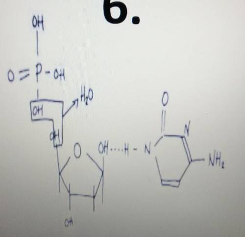 What compound is this? Carbohydrates LipidsNucleic acidsProteins