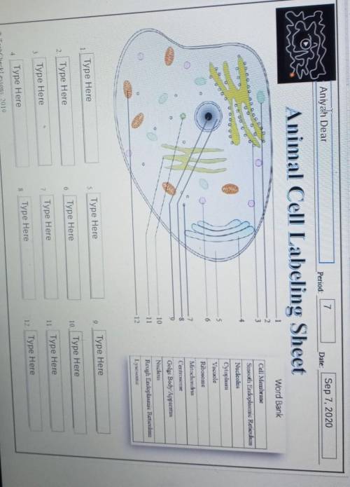 Animal cell labeling sheet. (please help) super confused!!