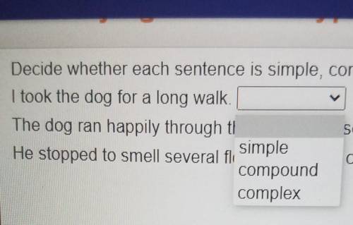 What is the answer for the dog question
