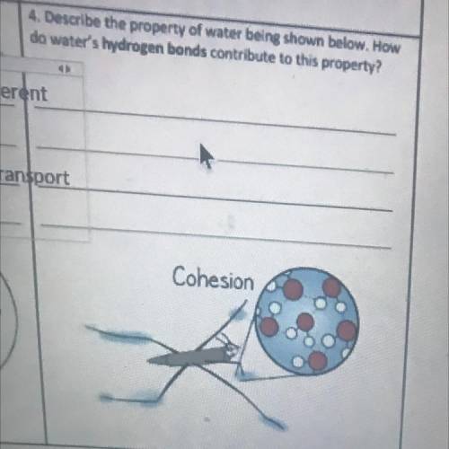 Describe the property of water being shown below. How

do water's hydrogen bonds contribute to thi