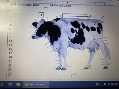 Label the external parts of the dairy cow/ 45 parts
