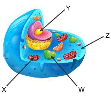 The diagram shows an animal cell. Which letter marks the location where carbon dioxide is produced