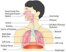 Correct order of the respiratory organs ,which air passes to the lungs