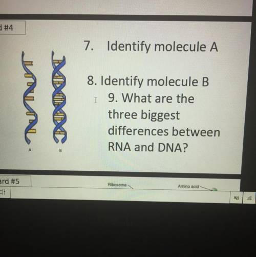 Genetics plsss helppp i need this for today