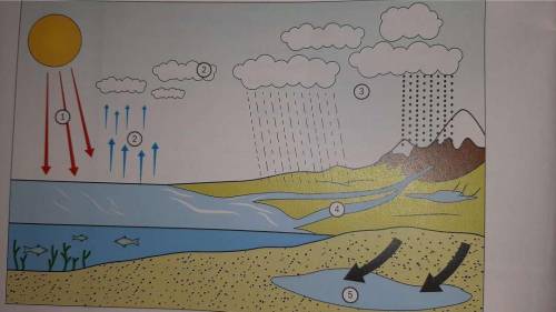 Study the diagram of water cycle and describe the process in writing, in five numbered stages.