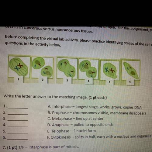 Before completing the virtual lab activity, please practice identifying stages of the cell cycle an