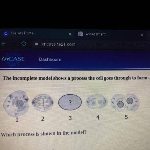 CAN SOMEONE HELP!!

1.) Which process is shown in the model? 
A. chromosome duplication 
B. DNA fo