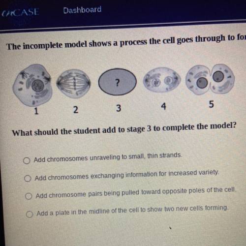 What should the student add to stage 3 to complete the model?

A. Add chromosomes unraveling to sm
