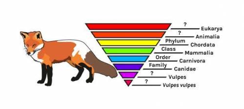 30 POINTS I NEED HELP WITH THIS !!

The diagram shows the complete classification for the red fox.