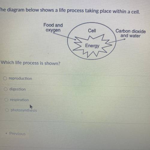 Which life process is shown?

A. Reproduction 
B. Digestion 
C. Respiration 
D. Photosynthesis