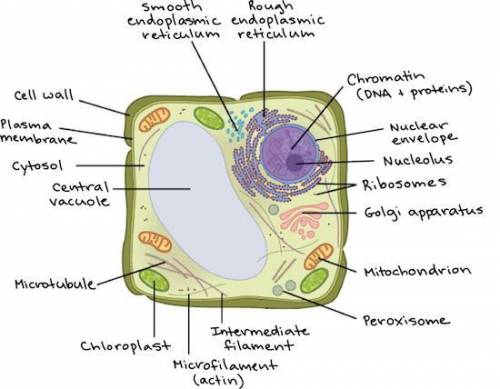 Identify the type of cell shown 
PLEASEEEE !!! I know it is probably easy