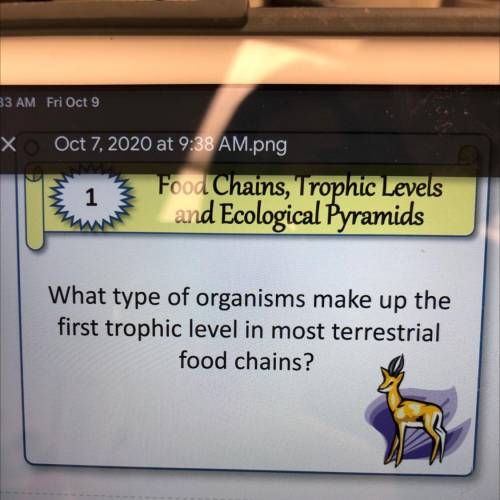 What type of organisms make up the first trophies level in most terrestrial food chains?