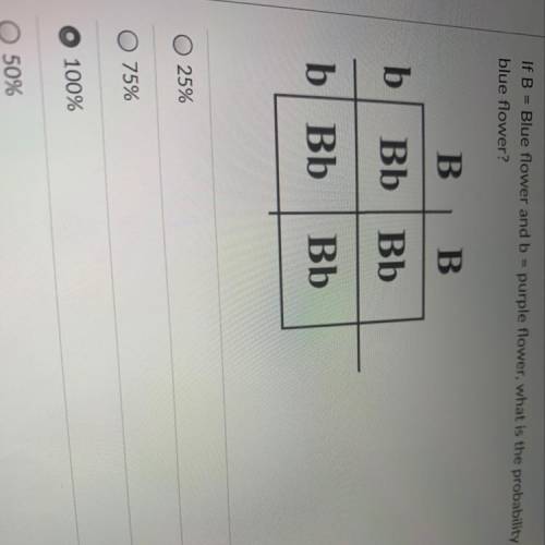 Take Quiz

Punnett square practice problem:
If B = Blue flower and b = purple flower, what is the