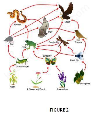 Which organism in Figure 2 feeds at only one trophic (feeding) level? WILL MARK BRAINLIEST!!!

1.