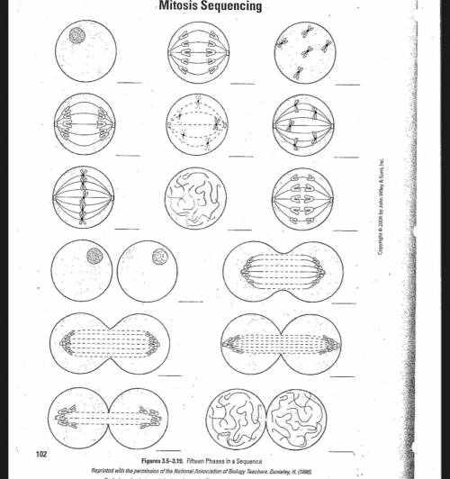 Explore 1: Life of a Cell

Using the 15 pictures below sort them into a logical sequence for cell