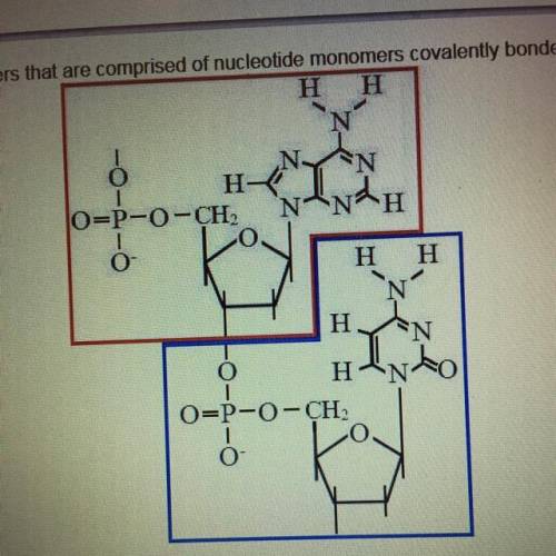 Nucleic acids are biological polymers that are comprised of nucleotide monomers covalently bonded t
