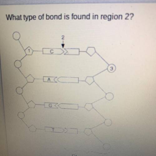 What type of bond is found in region 2?

A. Hydrogen bonds 
B. Peptide bonds 
C. Covalent bonds 
D