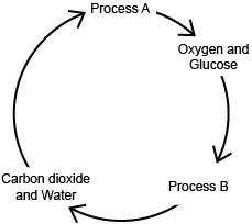 The diagram below shows the interrelationship between two processes.

Within which organelle do Pr