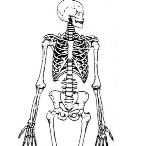 2. Examine the arm bones of the two skeletons. Was Grandmother right- or left-handed? How

about G
