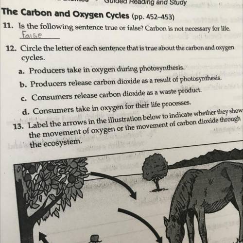 Which letters are true about the carbon and oxygen cycles (Number 12)