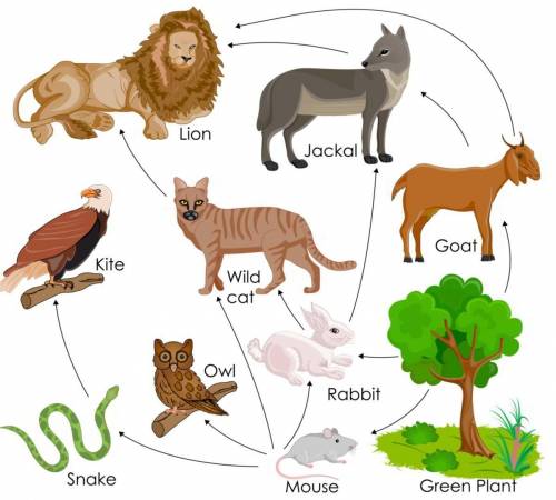 What are the first or primary consumers in the food web (picture below )

green plant
mouse, owl a