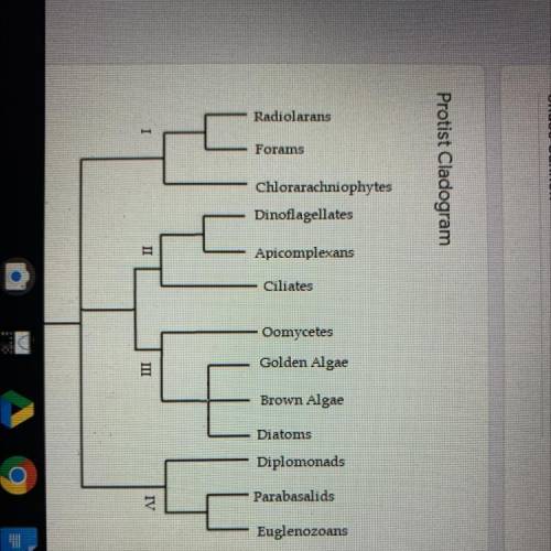 Choose any taxa that share a recent common ancestor with oomycetes