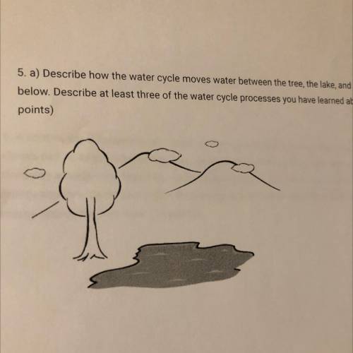 5. a) Describe how the water cycle moves water between the tree, the lake, and the sky in the pictu