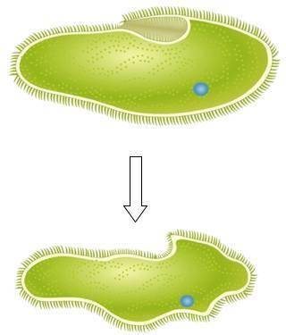 A fresh-water paramecium has a salt concentration lower than 1% in the cytosol.

The diagram shows