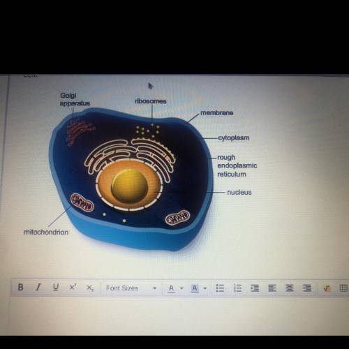 The diagram shows a model of an animal cell. Explain how you'd modify the model to show the structu
