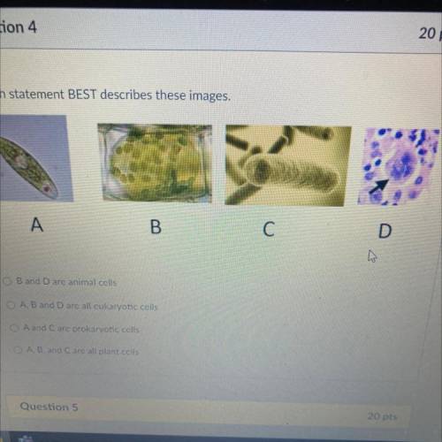 Which statement best describes these images

A.b and d are animal and cell
B. A b and d are eukary