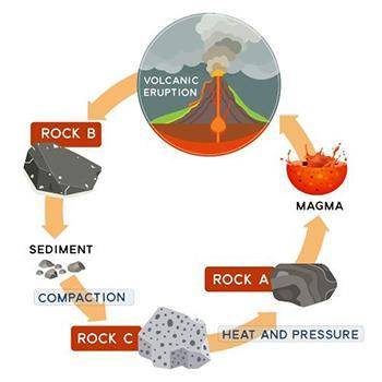 The diagram below shows part of the rock cycle.

Which type of rock does A represent?
Metamorphic