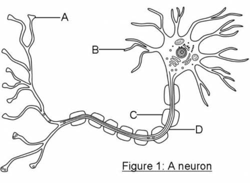 Structure A is a:

A. synaptic knob
B. Node of Ranvier
C. Schwann Cell
D. dendrite
Structure B is